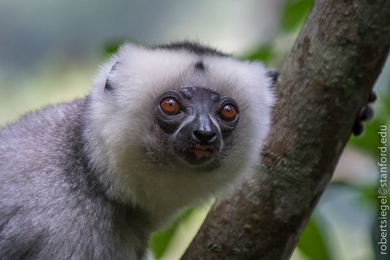 silky sifaka